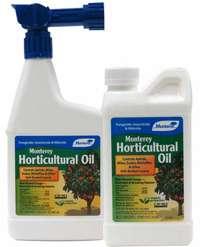 A close up square image of two bottles of Monterey Horticultural Oil isolated on a white background.