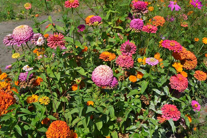 A horizontal image of a garden border filled with colorful annual flowers pictured in bright sunshine.