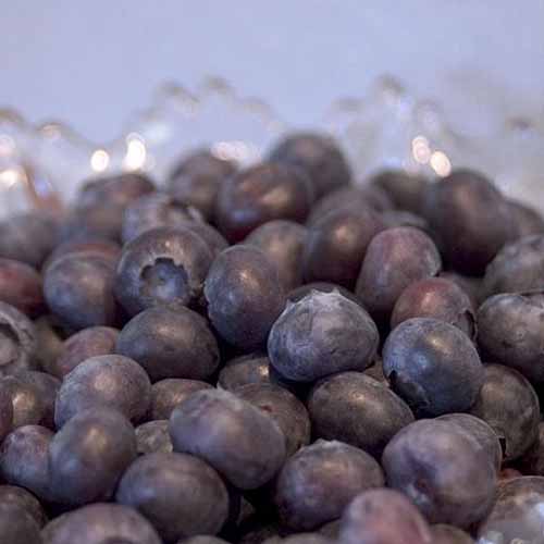 A close up square image of freshly harvested Vaccinium corymbosum 'Northblue' berries in a plastic container.