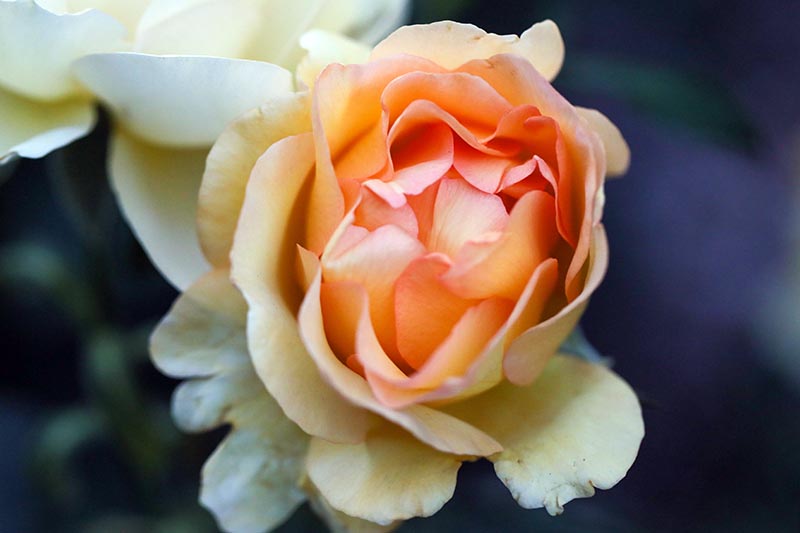 A close up horizontal image of a peach colored old garden rose pictured on a dark soft focus background.