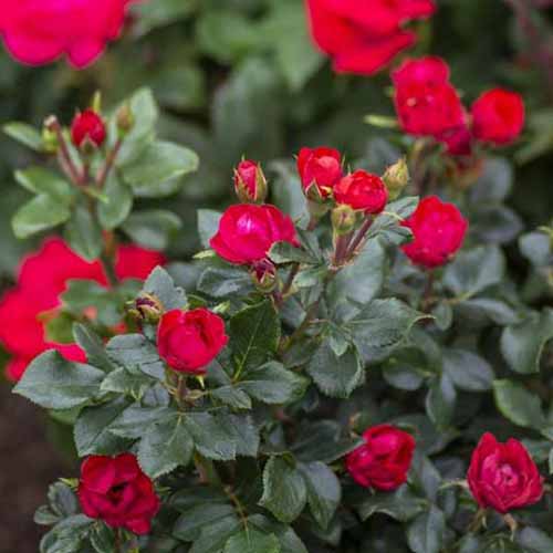 A close up square image of small red 'Petite' Knock Out roses growing in the garden pictured on a soft focus background.