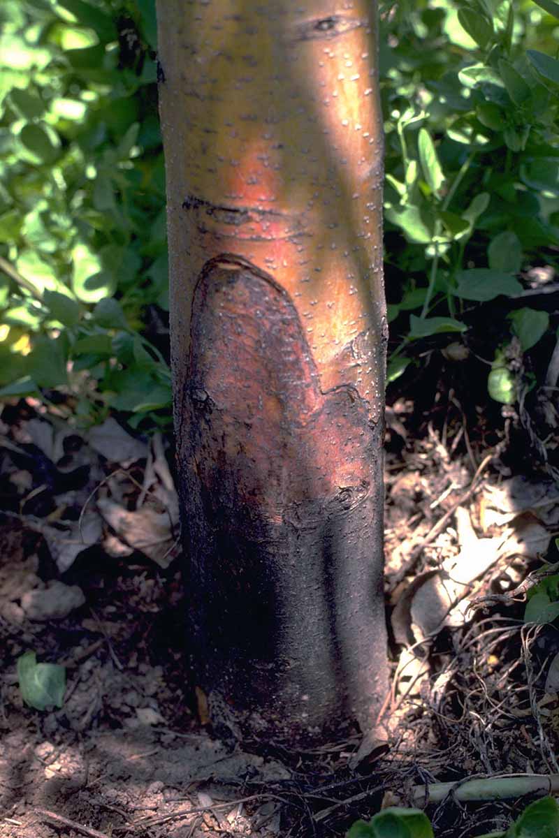 A close up vertical image of the trunk of a tree suffering from Phytophtora crown rot.
