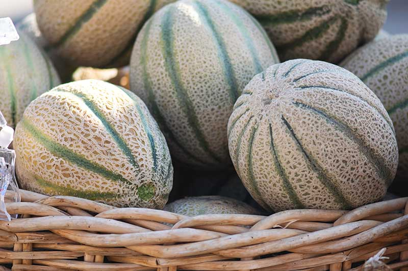 A close up horizontal image of a pile of striped muskmelons in a wicker basket.