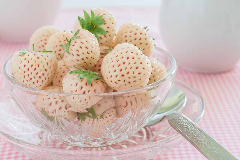 A close up horizontal image of a glass bowl filled with pineberry hybrid strawberries with a spoon to the right of the frame.