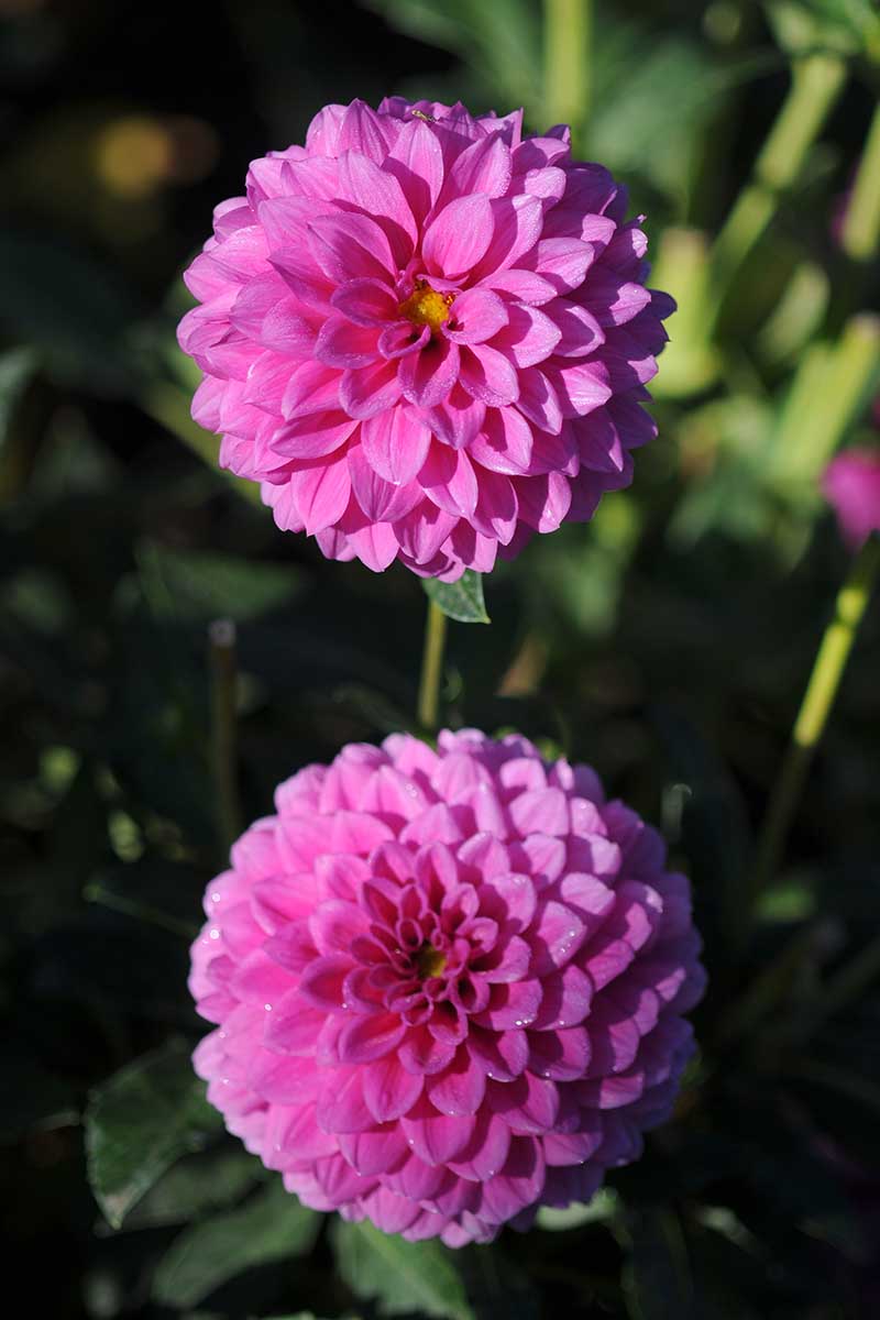 A close up vertical image of bright pink dahlias growing in the garden pictured on a green soft focus background.