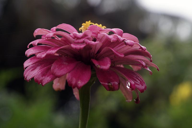 A close up horizontal image of a pink flower covered in droplets of water pictured on a soft focus background.