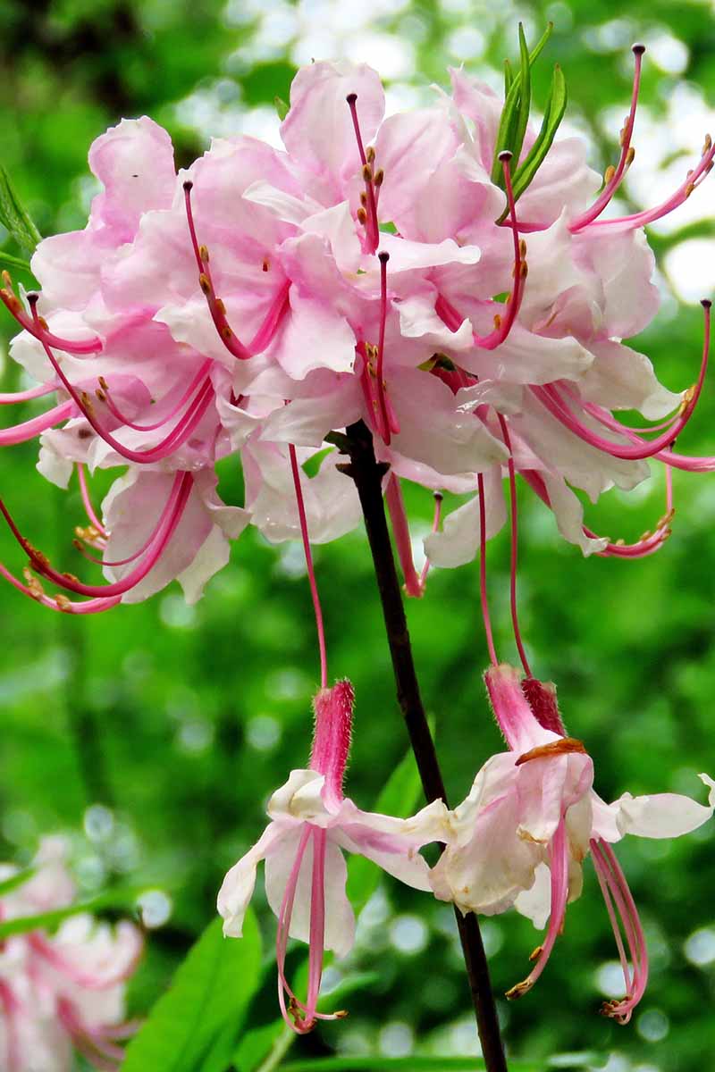 A close up vertical image of the flowers of R. perclymenoides, aka pinksterbloom growing in the garden pictured on a soft focus background.