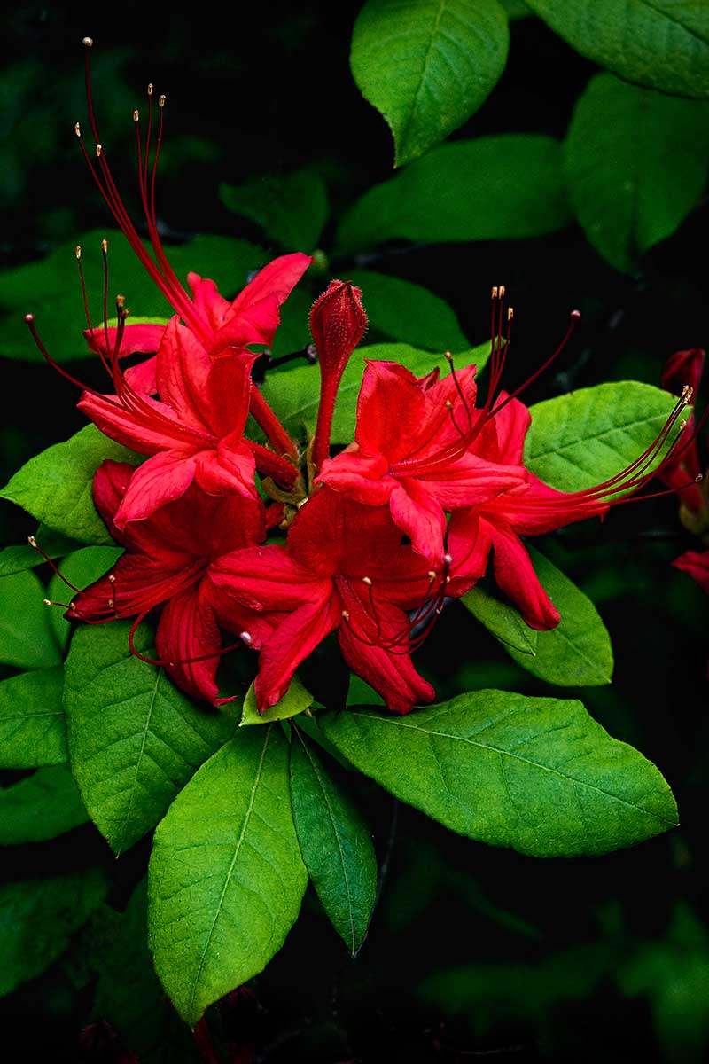 A close up vertical image of bright red Rhododendron prunifolium flowers growing in the garden surrounded by green foliage on a dark soft focus background.