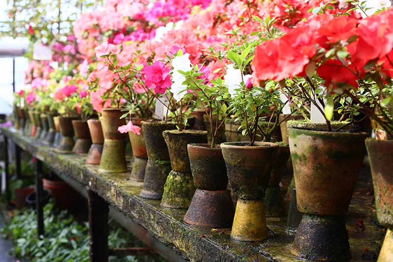 A horizontal image of rows of azalea shrubs in terra cotta pots on a wooden shelf.