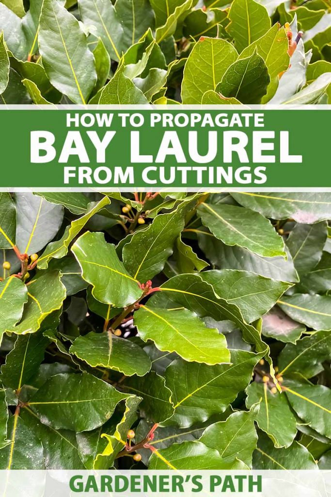 A close up vertical image of bay laurel foliage growing in the garden. To the top and bottom of the frame is green and white printed text.