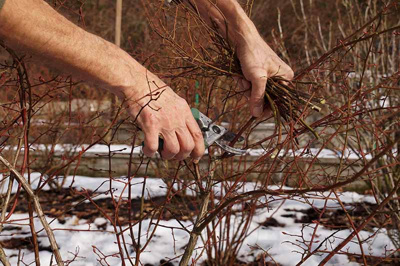A close up horizontal image of two hands from the left of the frame pruning a blueberry shrub in winter.