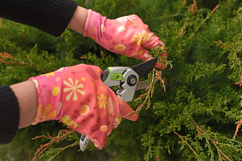A close up horizontal image of two gloved hands from the left of the frame holding pruning shears and cutting off brown leaves from a conifer.