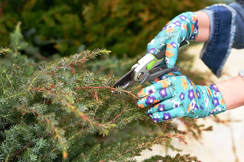 A close up horizontal image of two gloved hands from the right of the frame pruning a shrub in the garden.