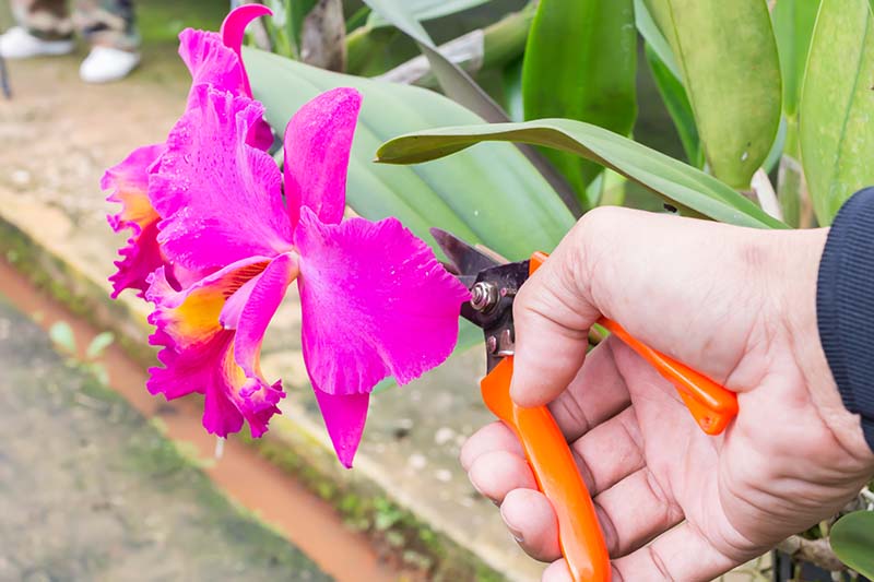 A close up horizontal image of a hand from the right of the frame pruning an orchid plant with bright pink flowers.