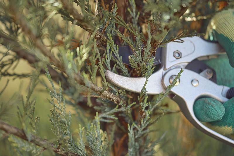 A close up horizontal image of a gloved hand from the right of the frame pruning the branches of a juniper tree.