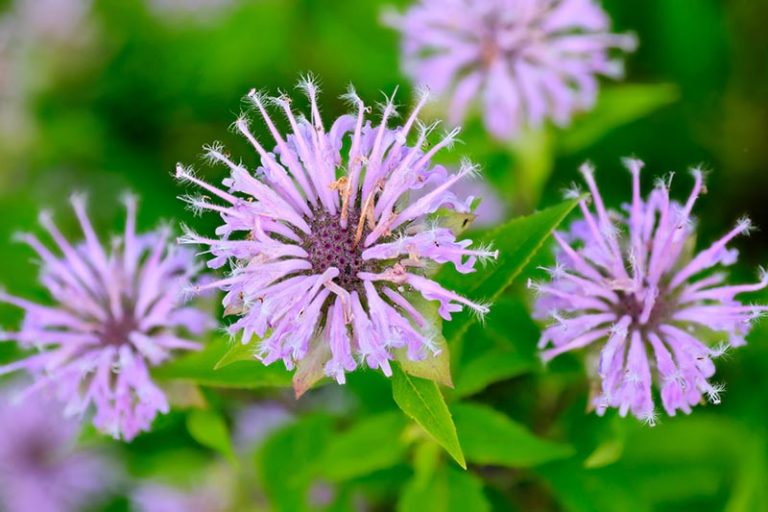 Is Bee Balm Invasive? How to Control Monarda | Gardener’s Path