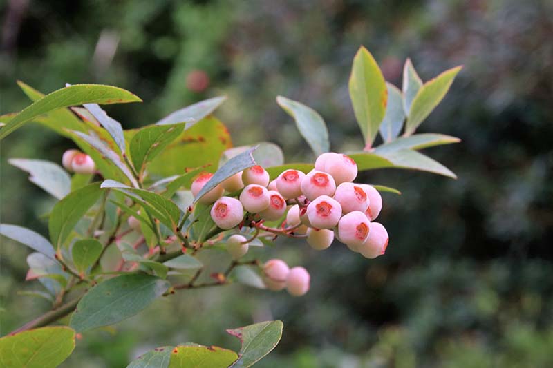 A close up horizontal image of rabbit eye blueberries ripening on the shrub pictured on a soft focus background.