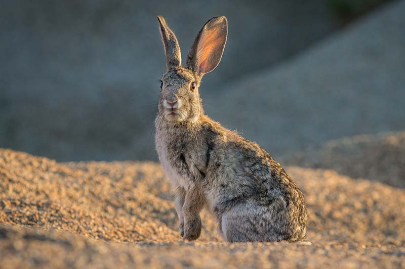 A close up horizontal image of a small rabbit pictured in light sunshine on a soft focus background.