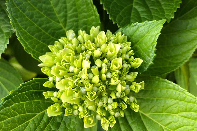 A close up horizontal image of a flower bud on a hydrangea plant surrounded by foliage in soft focus.