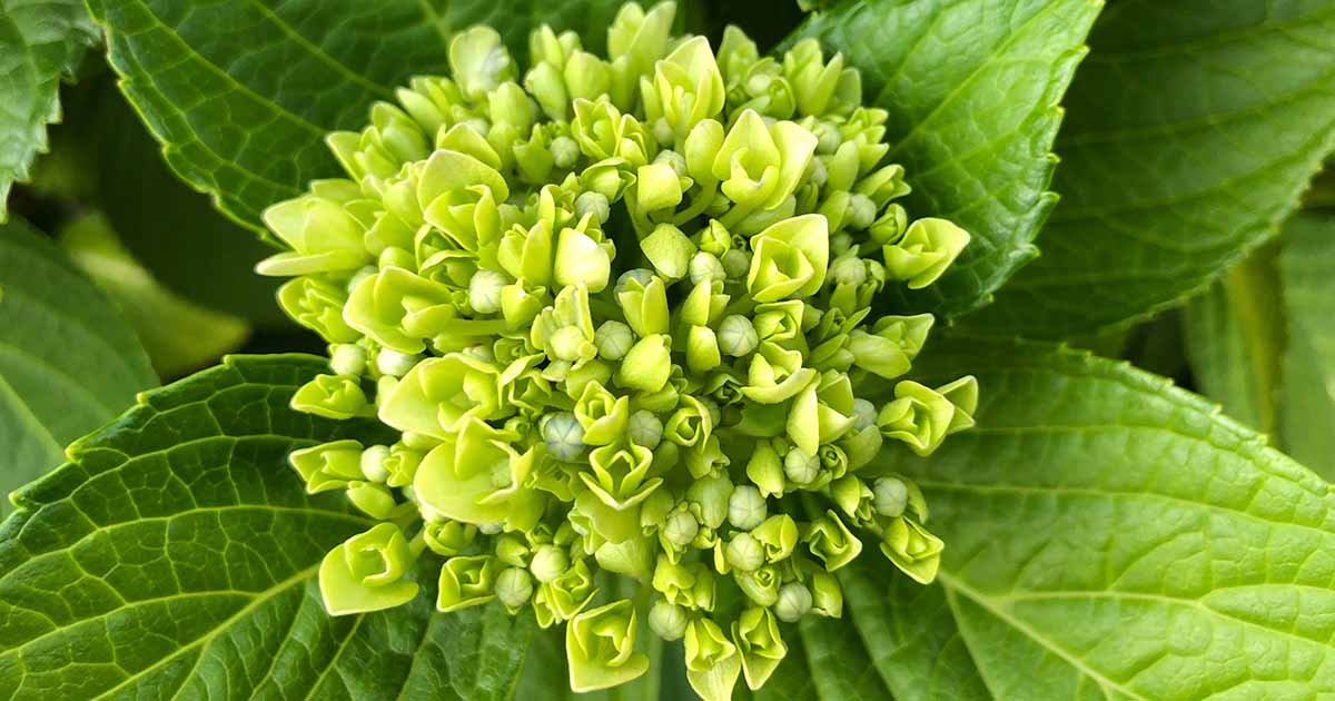 Image of Close-up of a single hydrangea bloom