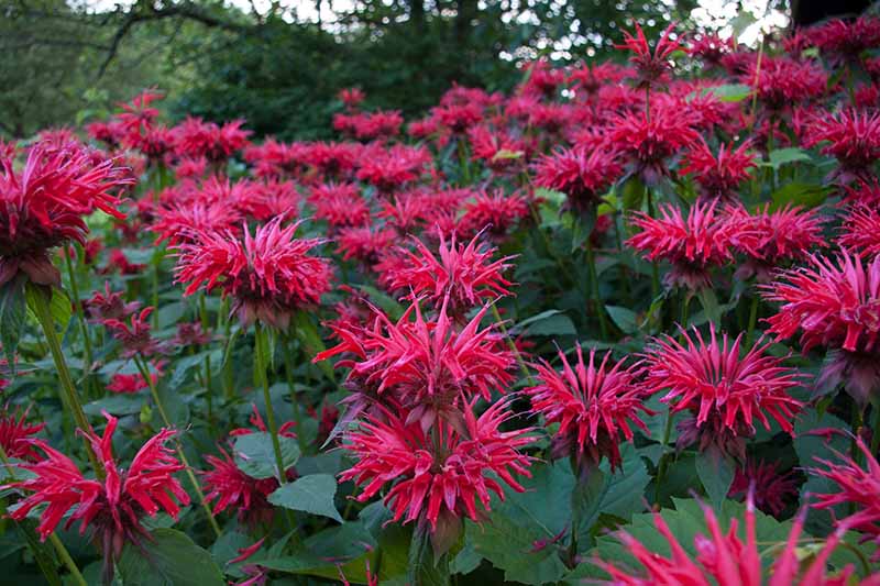 A horizontal image of a large stand of bee balm (Monarda) taking over an area of the garden.