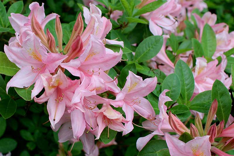 A close up horizontal image of pale pink California, Pacific, or western azalea flowers with light green foliage in the background.