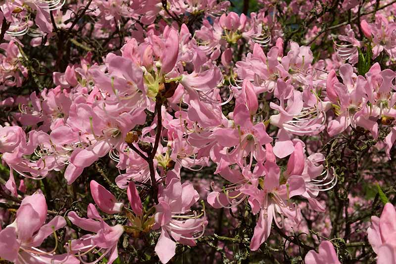 A horizontal image of the light pink flowers of Rhododendron vaseyi growing in the garden pictured in light sunshine.