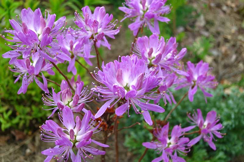 A close up horizontal image of Canada rosebay, Rhododendron canadense, flowers in light purple with white centers pictured on a soft focus background.