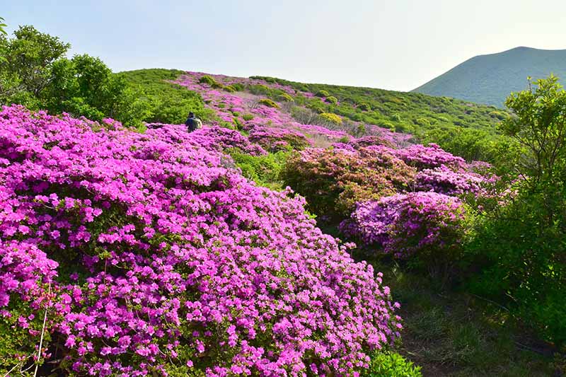 A horizontal image of bright pink flowers covering a hillside among a variety of shrubs.