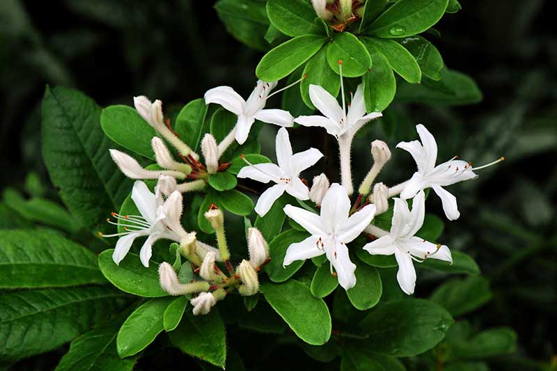A close up horizontal image of the delicate white flowers of the swamp azalea surrounded by dark green foliage pictured on a soft focus background.