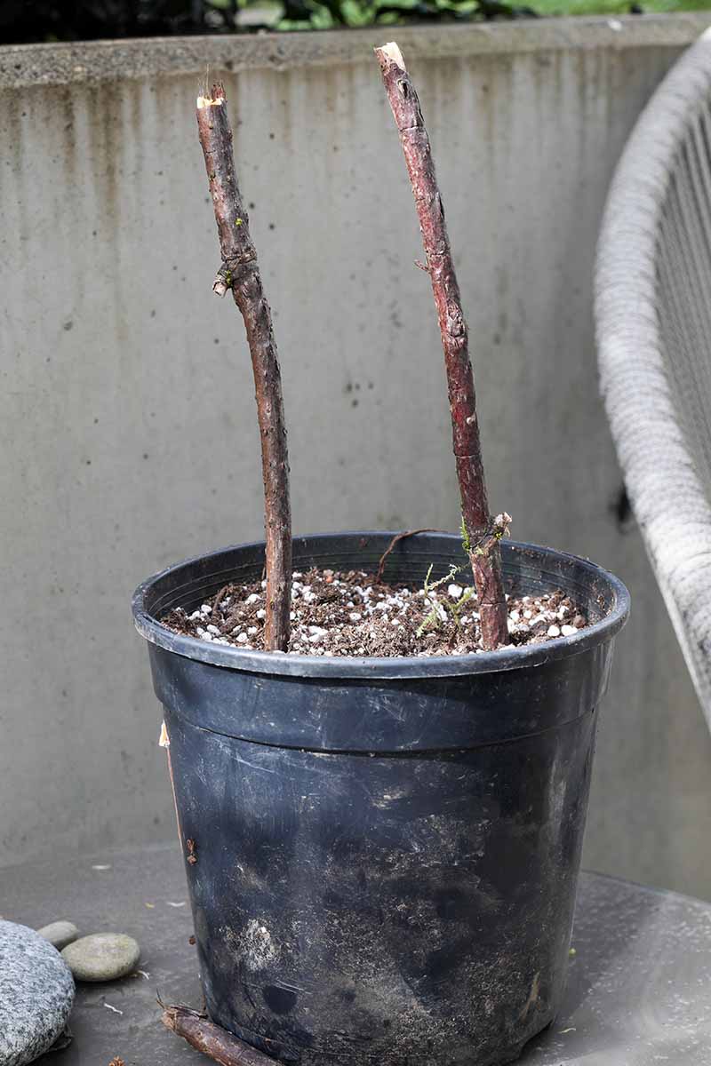 A close up vertical image of a black pot with two dormant hardwood branches rooting in potting soil, set on a concrete surface on a balcony.