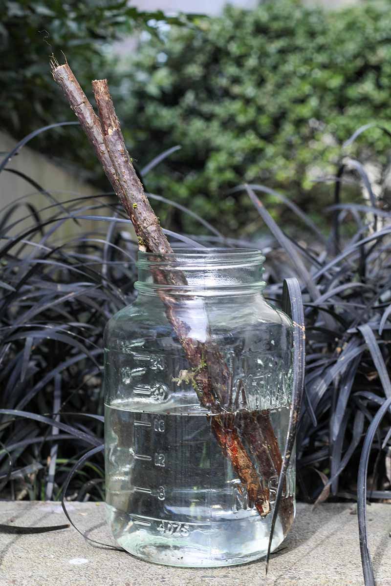 A close up vertical image of elderberry branches rooting in water set on a concrete surface with a garden scene in soft focus in the background.