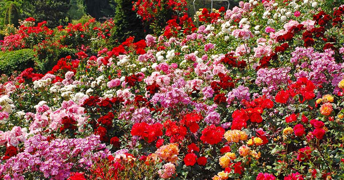 different types of rose bushes