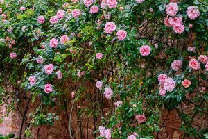 A close up horizontal image of a stone wall covered in pink roses.