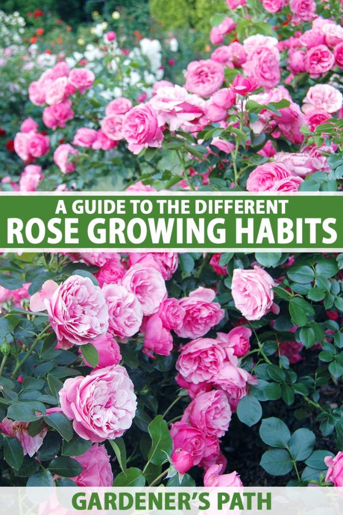 A close up vertical image of bright pink roses growing in the garden. To the center and bottom of the frame is green and white printed text.