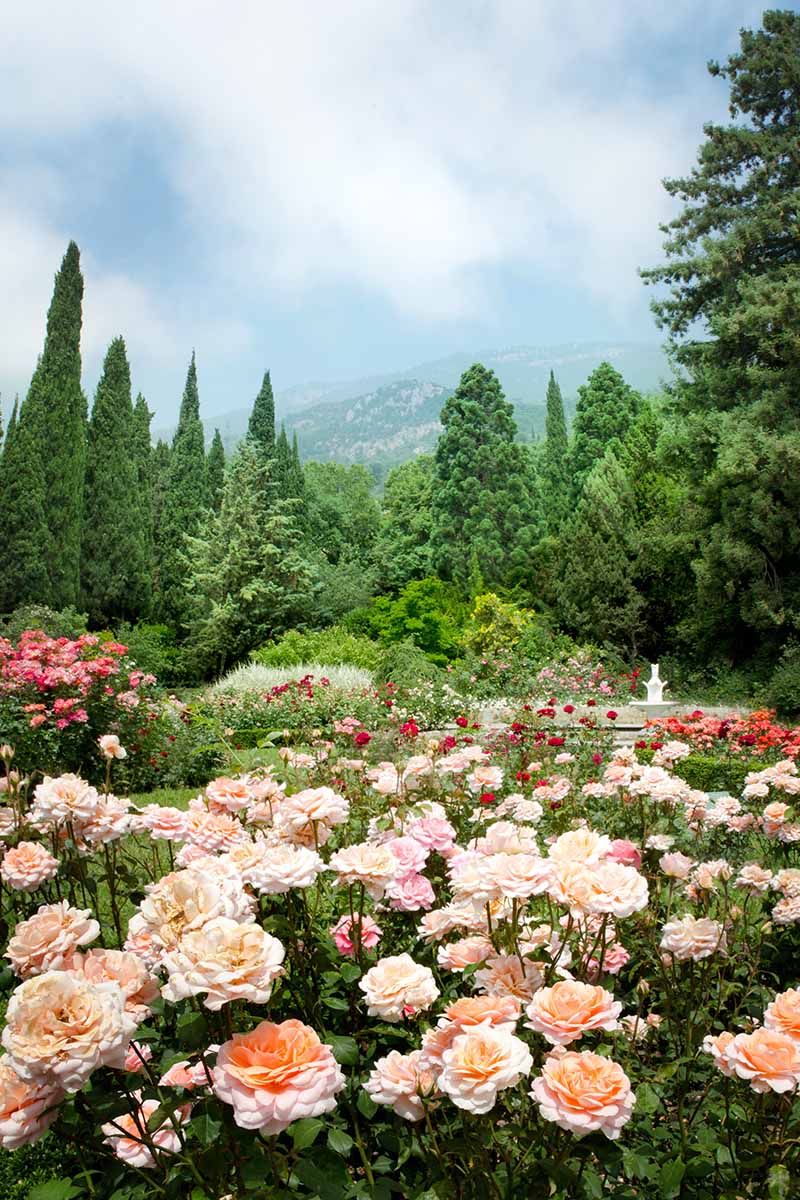 A vertical image of a rose garden with trees, mountains, and blue sky in soft focus in the background.