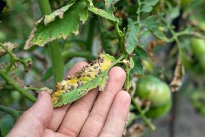 How to Identify and Control Septoria Leaf Spot on Tomatoes