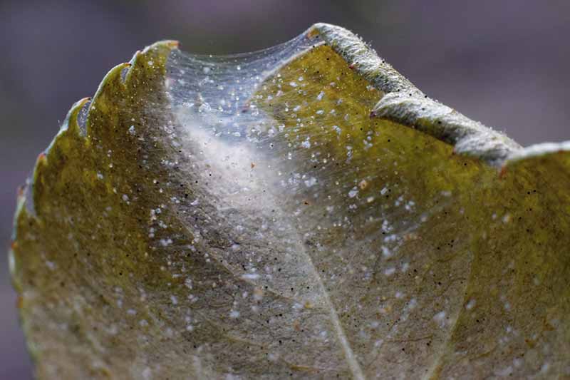 A close up horizontal image of the webbing created by spider mites on the leaf of a plant pictured on a soft focus background.