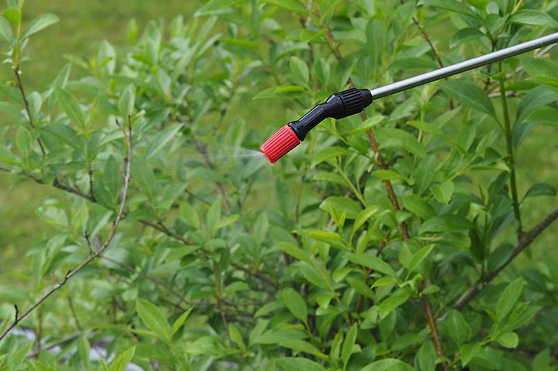 A close up horizontal image of a spray hose treating a shrub in the garden.