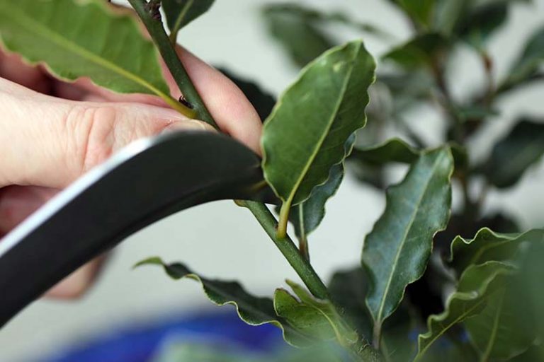 10 Fresh Bay Laurel Stem Cuttings – Grow Your Own Culinary Bay Leaf Tree – Laurus Nobilis