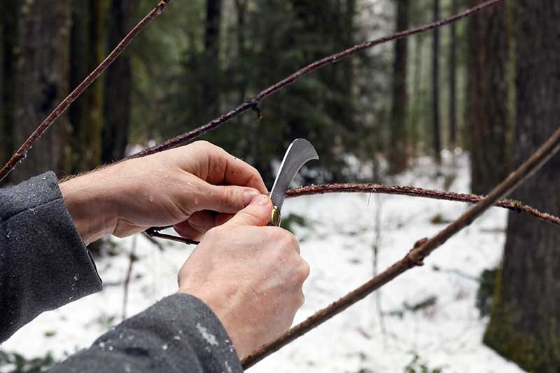 A close up horizontal image of two hands from the left of the frame slicing through the branch of a shrub with a small knife. In the background are trees in a snowy landscape.
