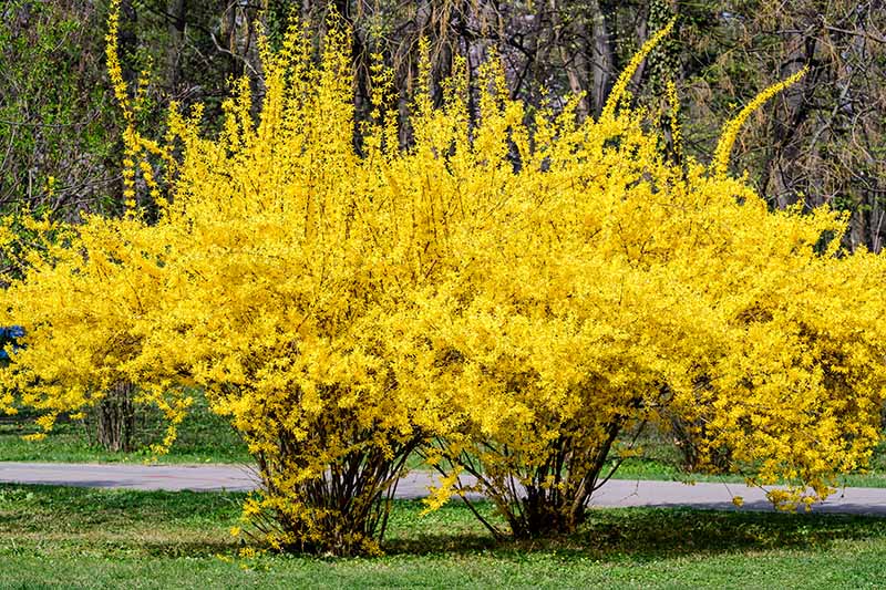 A close up horizontal image of two large weeping forsythia (F. suspensa) shrubs in full bloom growing by a pathway with trees in soft focus in the background.