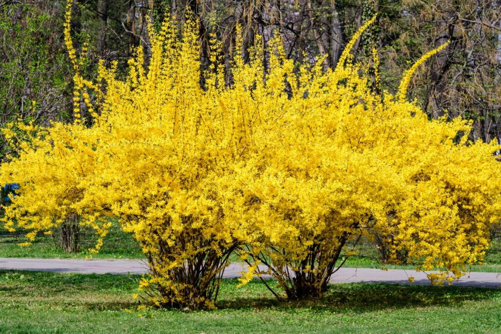 A close up horizontal image of two large weeping forsythia (F. suspensa) shrubs in full bloom growing by a pathway with trees in soft focus in the background.