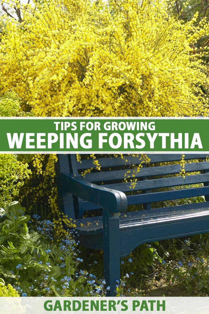 A close up vertical image of a park bench with a large weeping forsythia shrub in full bloom spilling over the backrest. To the center and bottom of the frame is green and white printed text.