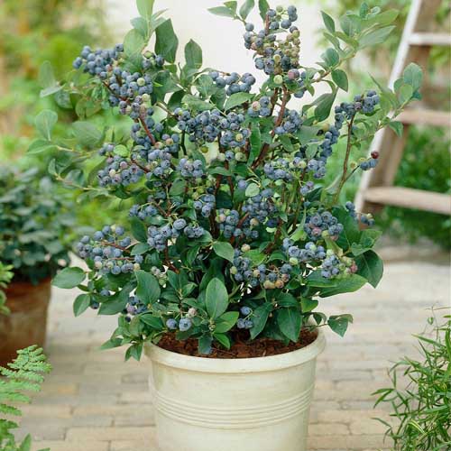 A Top Hat blueberry bush in a white, plastic container.