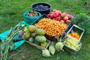 A close up horizontal image of a variety of different fruits and vegetables freshly harvested from the home garden.