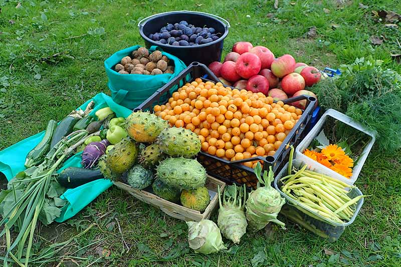 Cận cảnh hình ảnh ngang của nhiều loại trái cây và rau quả khác nhau mới thu hoạch từ vườn nhà.