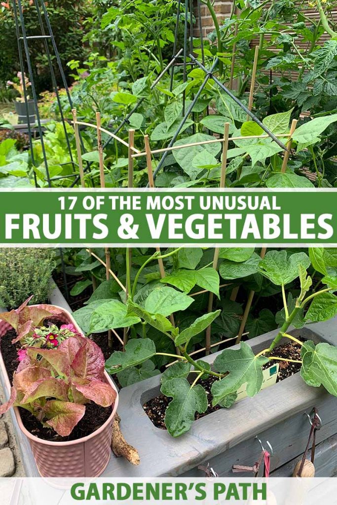 Grow Your Own Weird Vibrant Vegetables 6 Varieties Included