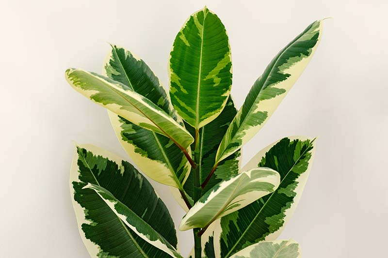 A close up horizontal image of the variegated foliage of Ficus elastica isolated on a white background.