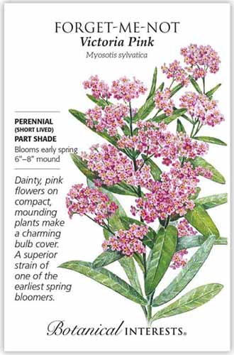 A close up vertical image of a seed packet of Myosotis sylvatica 'Victoria Pink' with an illustrated picture to the right of the frame and text to the left.